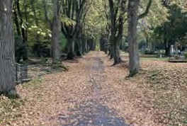 Hauptwege auf dem Friedhof bald begehbar